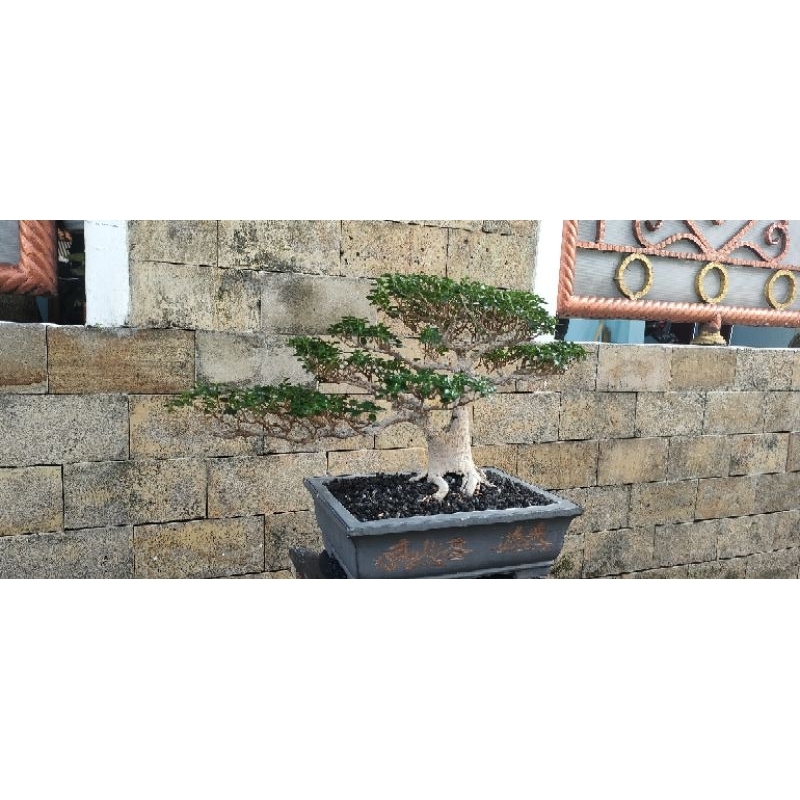 bonsai Sancang prospek