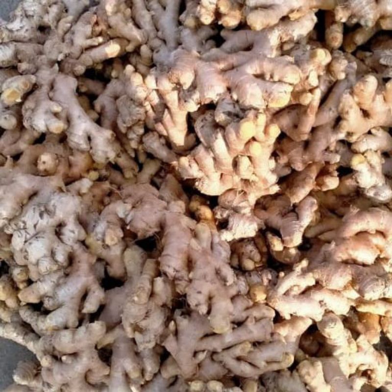 

jahe/jahe putih/jahe emprit/jahe segar