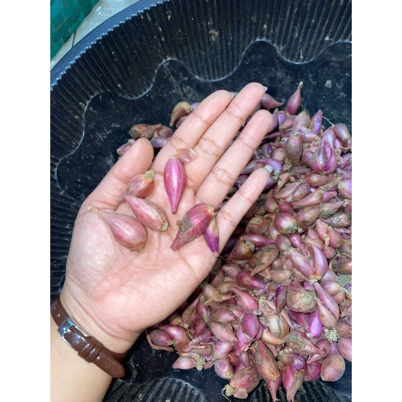 

Bawang Merah Murah / Bawang merah kecil / bawang merah / Bawang ulegan