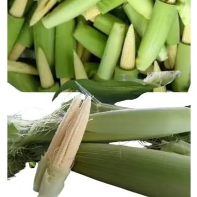 

INSTAN - JAGUNG MUDA / JAGUNG BABY / PUTREN 500GRAM