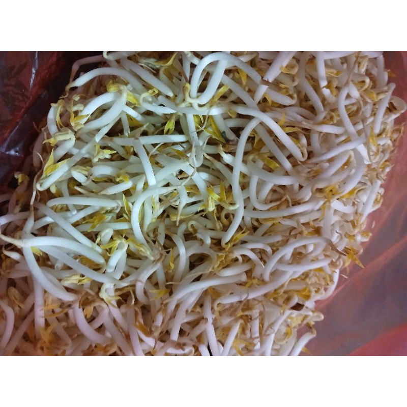 

INSTAN - TOGE BANGKOK / TAOGE BESAR / TOGE PANJANG 500GRAM
