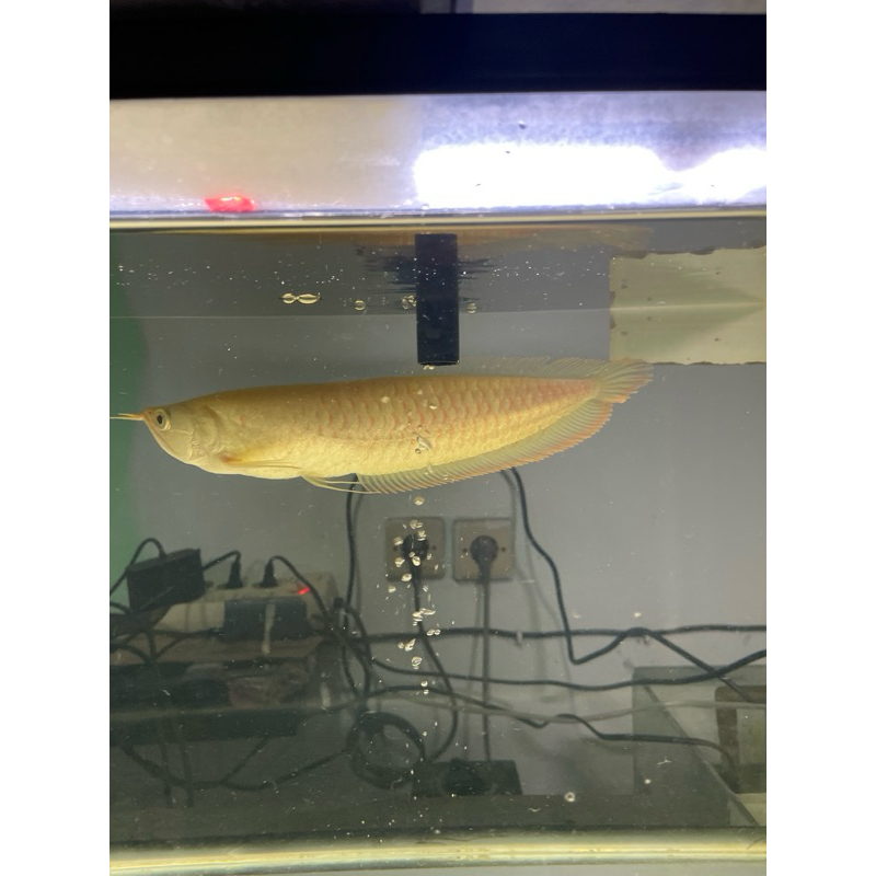 Arwana Silver Albino size 25/30cm Kurleb