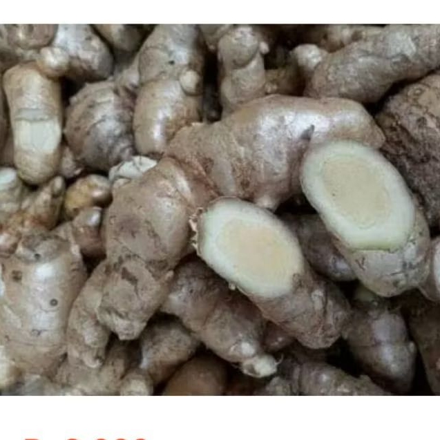 

jualtemu putih per1kg