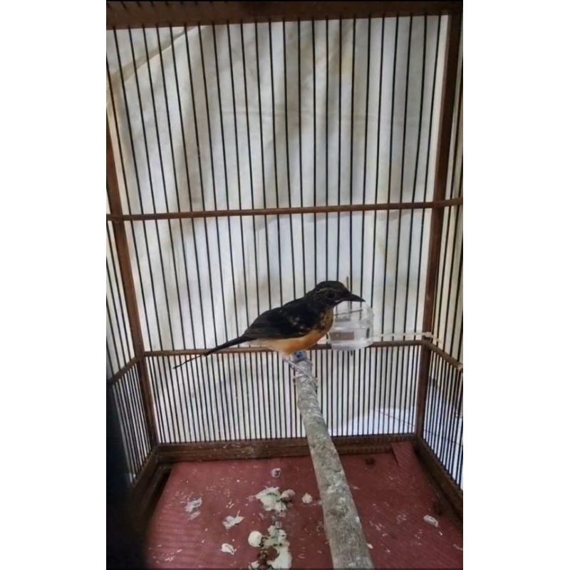 Murai batu Medan Trotol Jantan Trah Blorok pilihan prospek