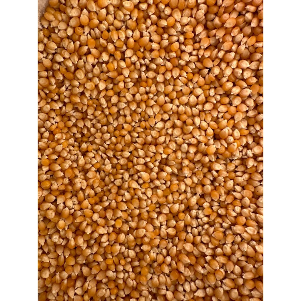 

Jagung Popcorn Mentah 1 Kg Original / Jagung Popcorn Premium Mentah Repack