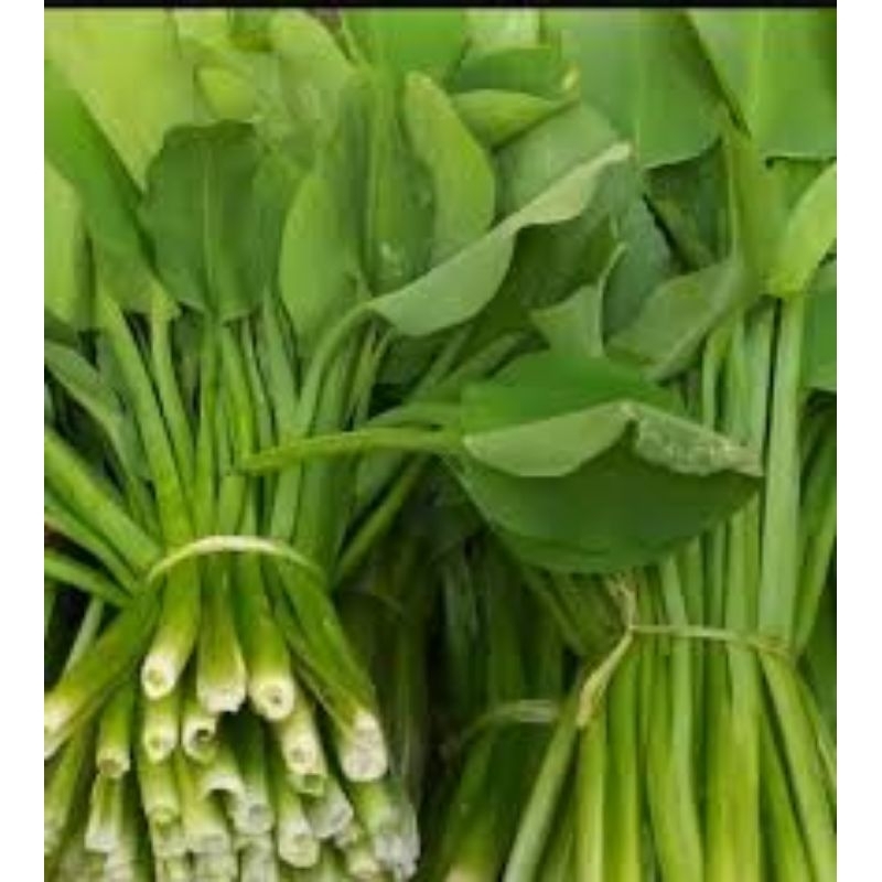

sayur genjer atau gendot 1 ikat