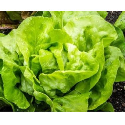 BIBIT BENIH SAYUR SELADA BOKOR KUALITAS PREMIUM