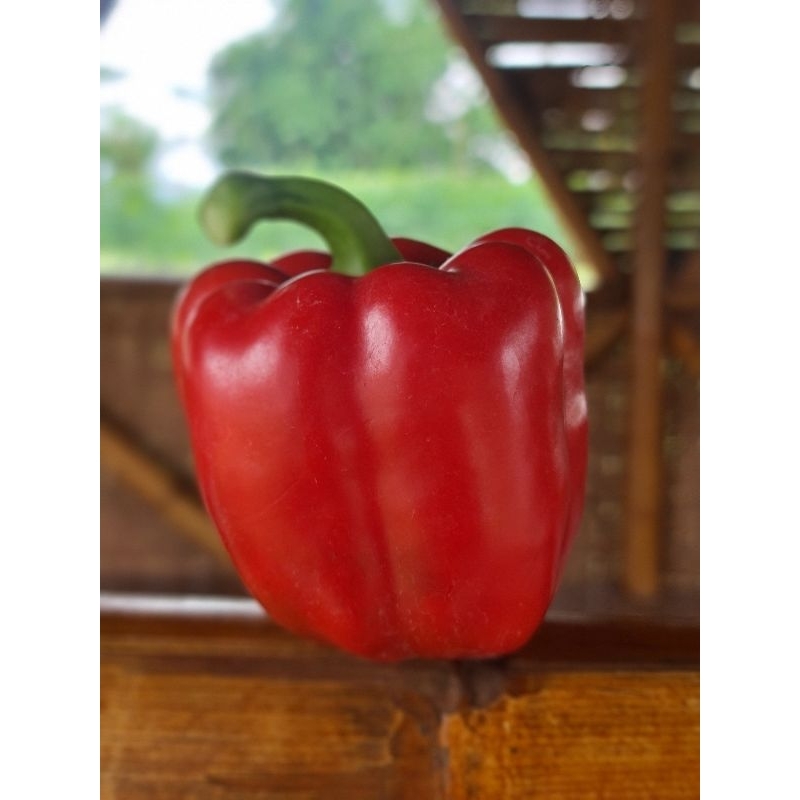 

Paprika Segar Merah Murah Berkualitas