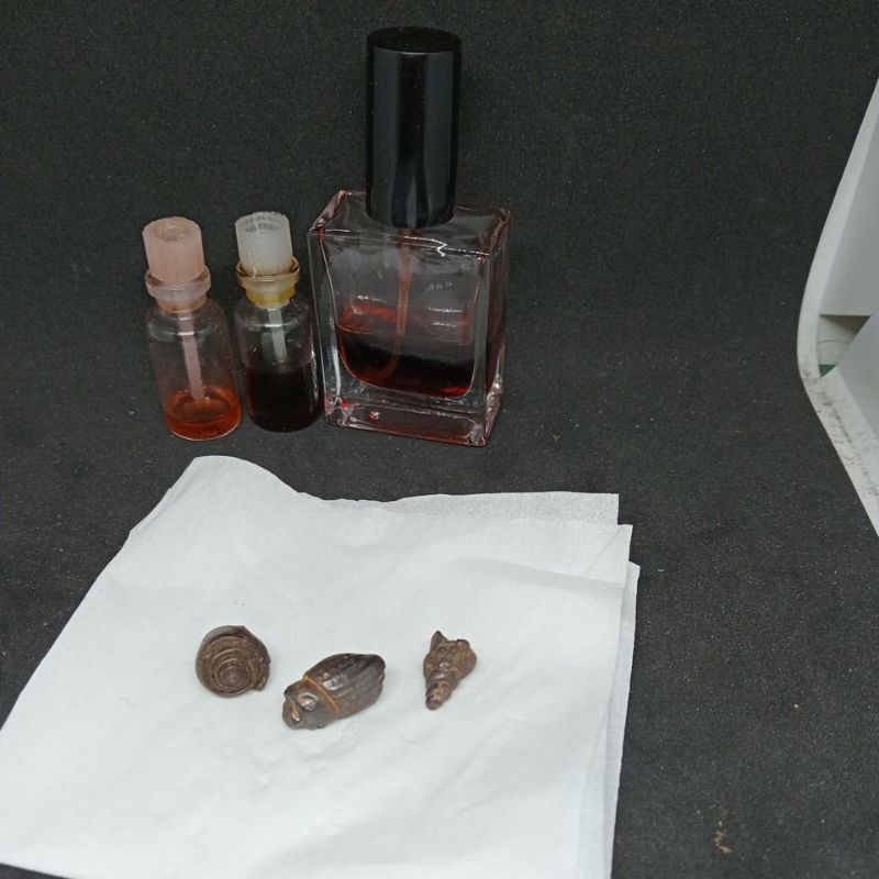 batu fosil keong buntat natural alam