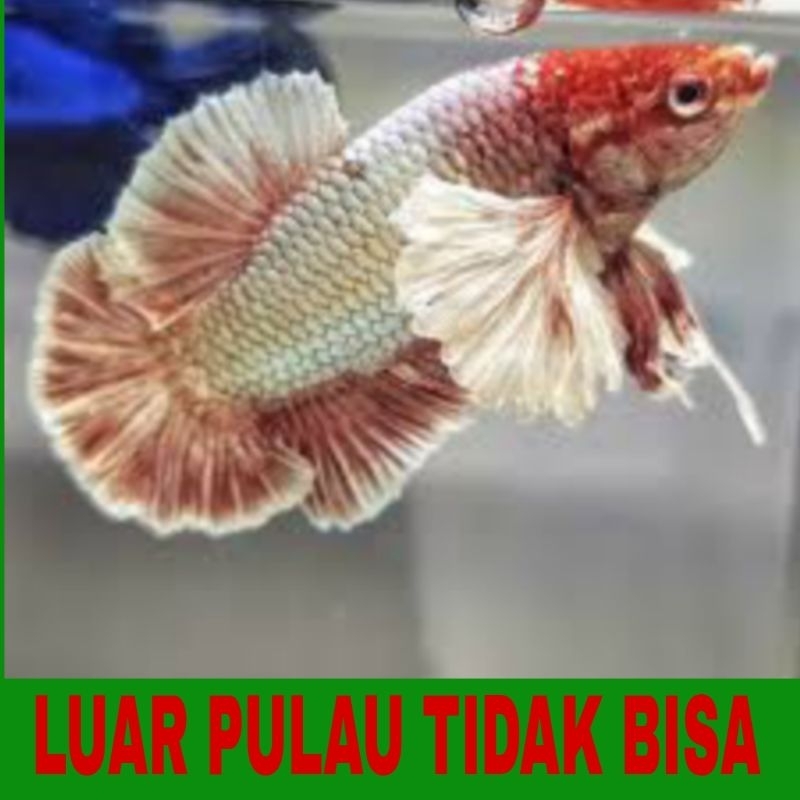 cupang plakat big ear 11 pcs