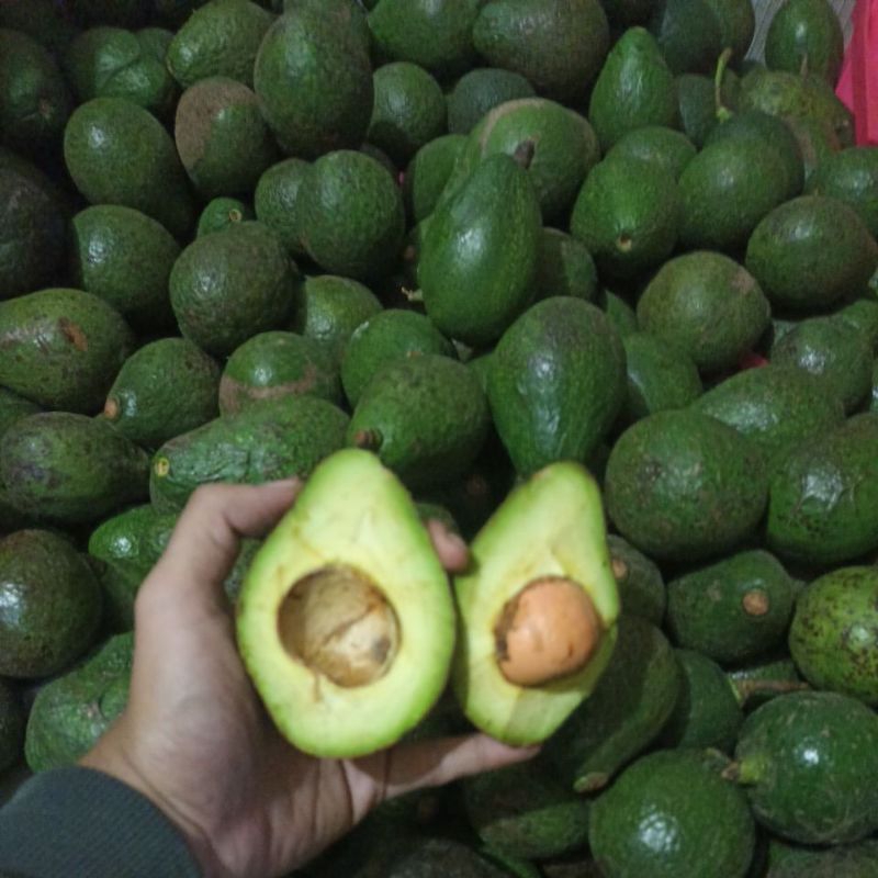 

PAKET HEMAT ALPUKAT MENTEGA PER 2 KG ISI 6-7 BUAH PROMO BANDAR MANTAP,ALPUKAT MENTEGA LOKAL MURAH , KUALITAS SANGAT BAIK, KULIT STANDAR//ALPUKAT BERGARANSIII