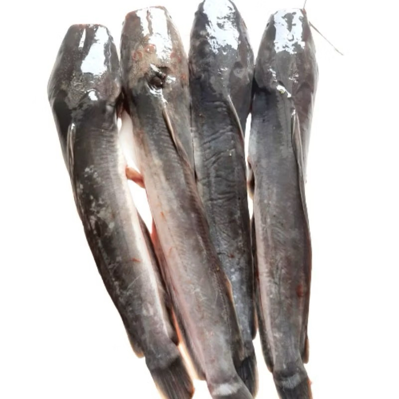 

Ikan Lele Fresh 1kg / bisa request hidup atau dibersihkan / Bisa instan