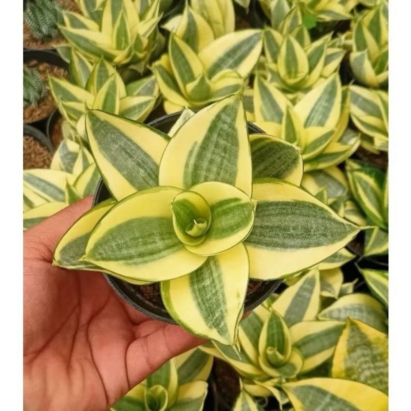 KEBUN DZAKI - Tanaman Hias Sansivera Pagoda Golden Honey