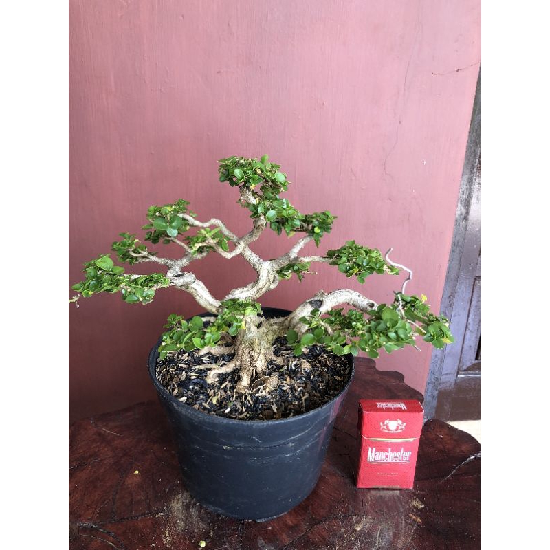 BONSAI SANCANG // SANCANG PREMNA MICROPHYLLA // BONSAI SIAP PAJANG