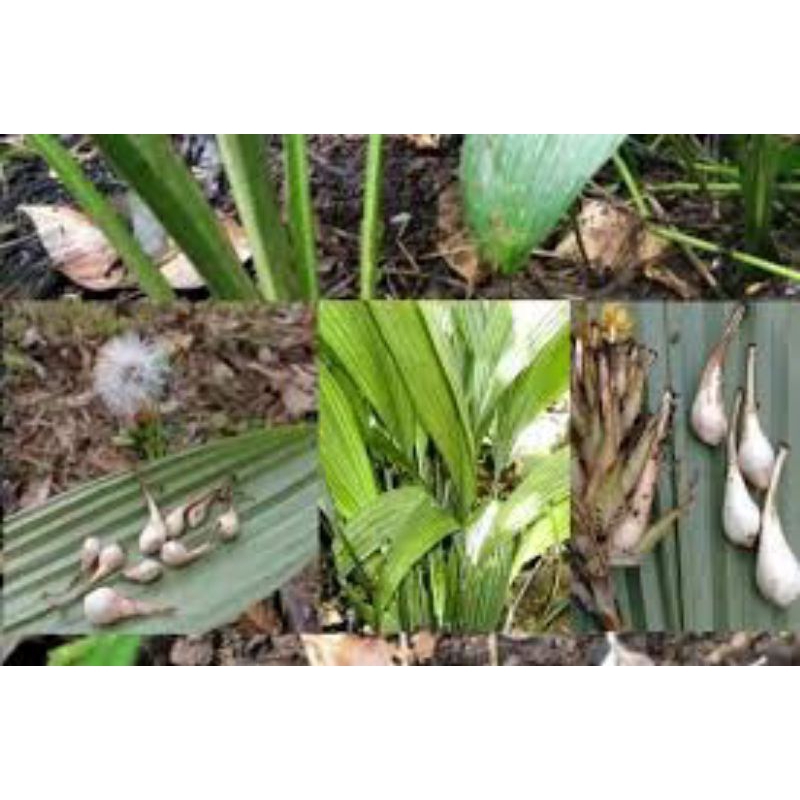 

terlaris buah marasi hutan buah ajaib peporma di ranjang herbal 200grm bisa cod