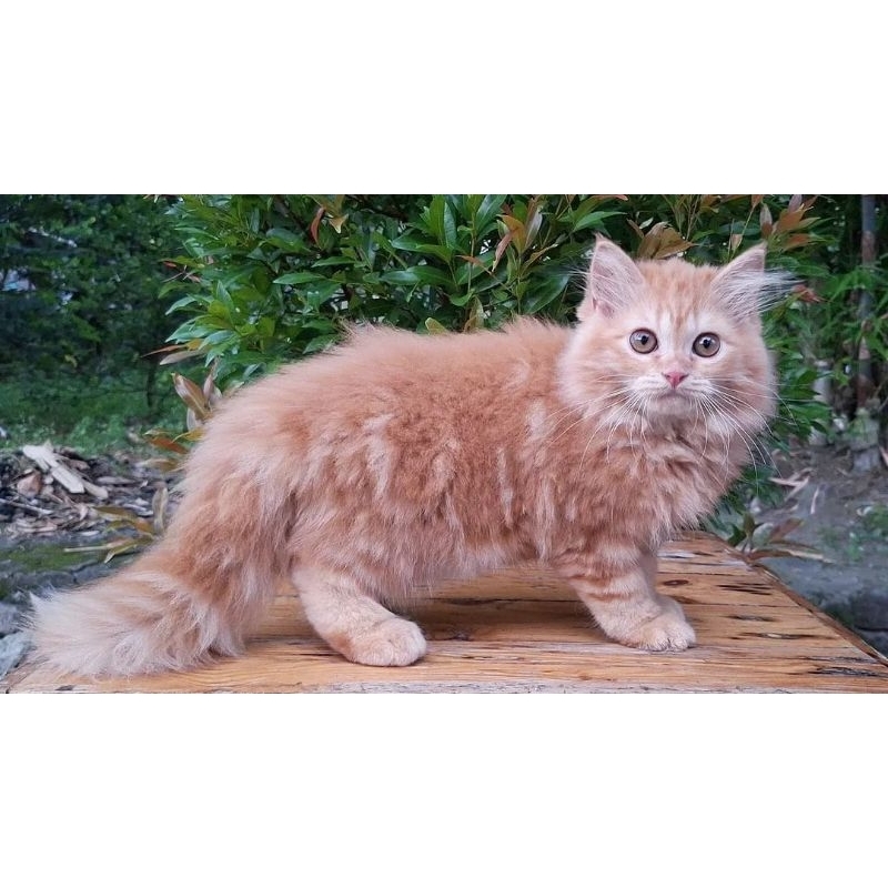 KITTEN PERSIAN MEDIUM BETINA 3 BULAN RED MARBLE