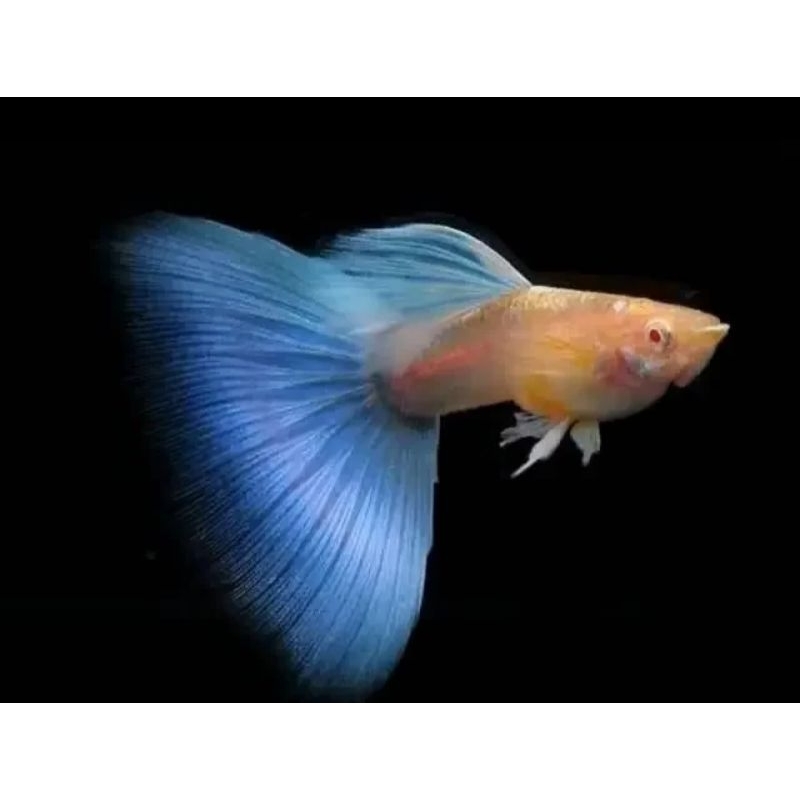 Guppy Sky Blue Topaz Top Grade