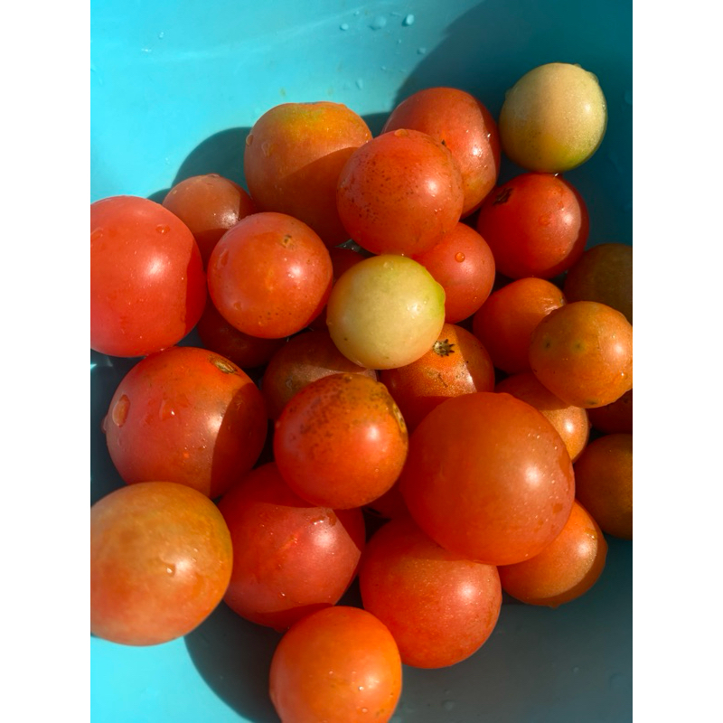 

Tomat Cherry
