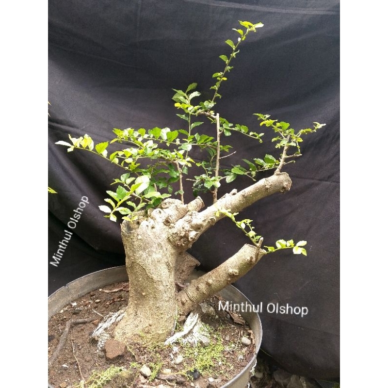 Dongkelan bonsai serut bonggol jumbo sesuai foto