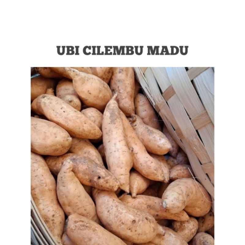

UBI CILEMBU MADU/SUPER PRESH 1KG