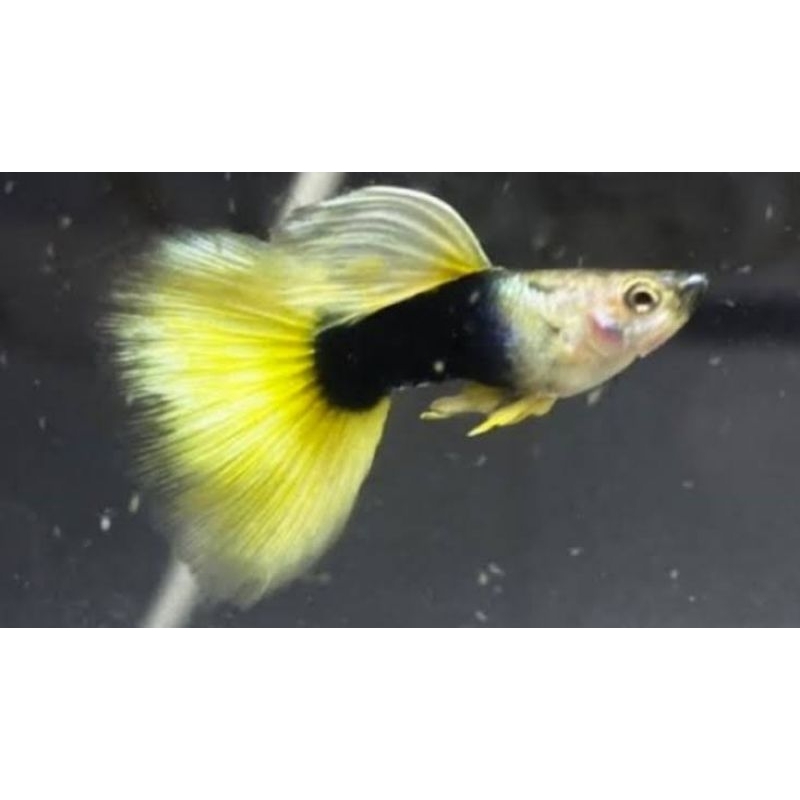 HB Yellow - yellow pinggu - HB pastel 1pair hiasan aquarium/aquascape