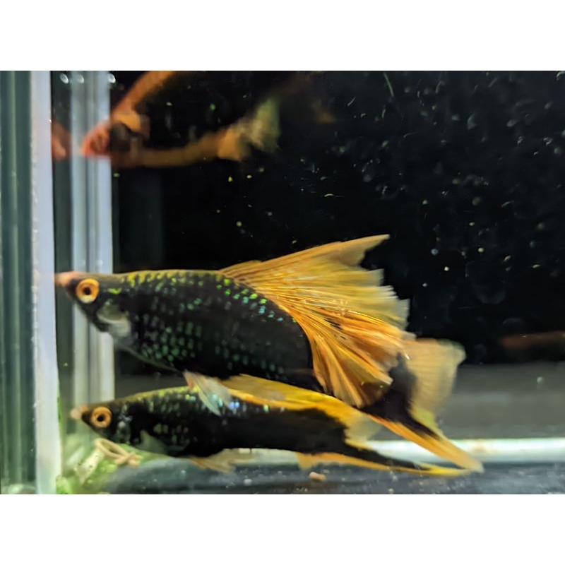 hamburg hifin swordtail aksesoris aquarium