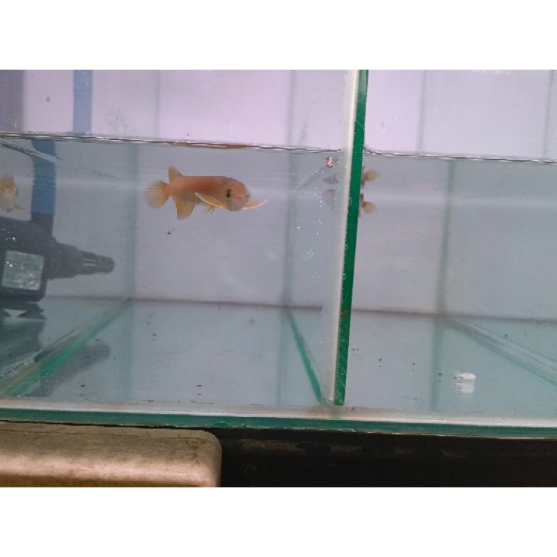 Ikan Arwana Golden size 12-14 cm