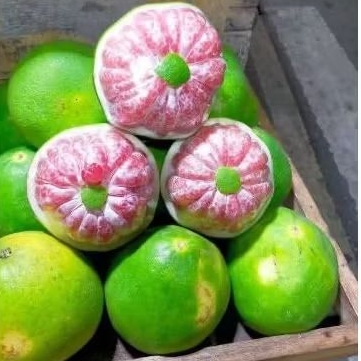 

JERUK BALI PAMELO Manis Segar 1 Buah 1,2 Kg - 1,3 Kg Super Jumbo (Premium)