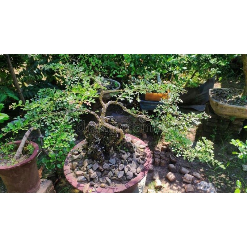 KAWISTA BATU (bahan bonsai)