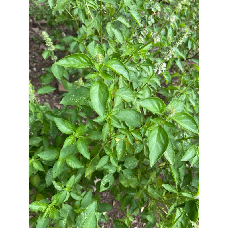 

Daun Kemangi Segar