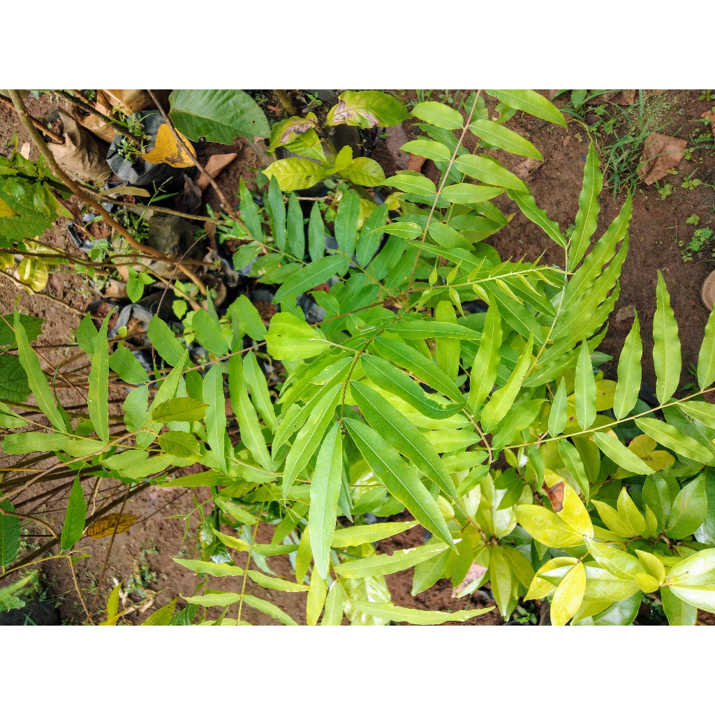 Bibit Tanaman Lerak - Tanaman Langka - Bahan Deterjen Alami