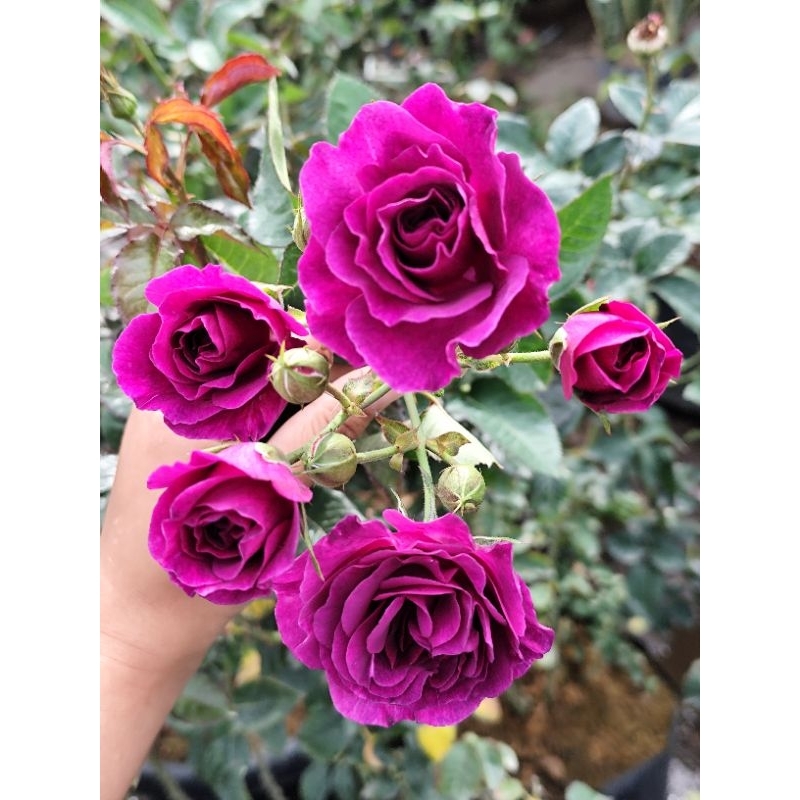 Mawar Import Minerva, Mawar Ungu, Mawar wangi