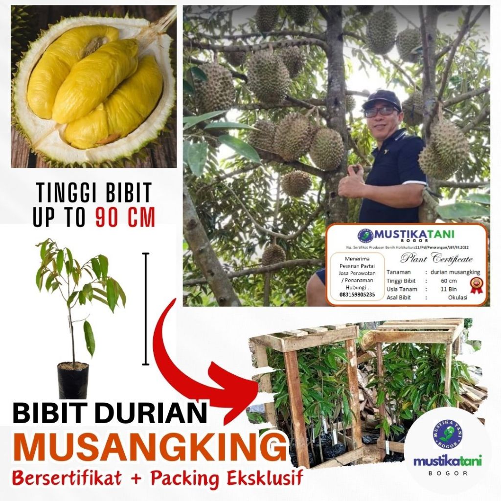 Bibit Durian MusangKing Bersertifikat 50-90 cm – Hasil Okulasi, Cepat Berbuah, Packing Eksklusif, Ja