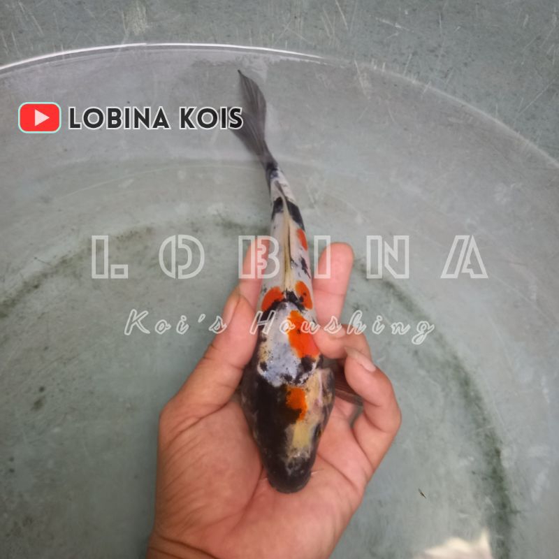 Ikan Koi Blitar Jenis Showa Doitsu Murni/ Red Showa/ Lobina