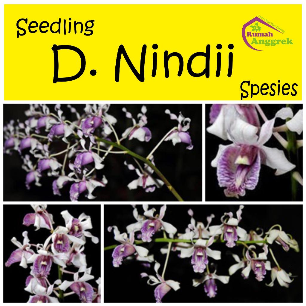 Seedling Dendrobium Nindii Spesies Anggrek endemik Langka Indonesia Australia Papua Biru