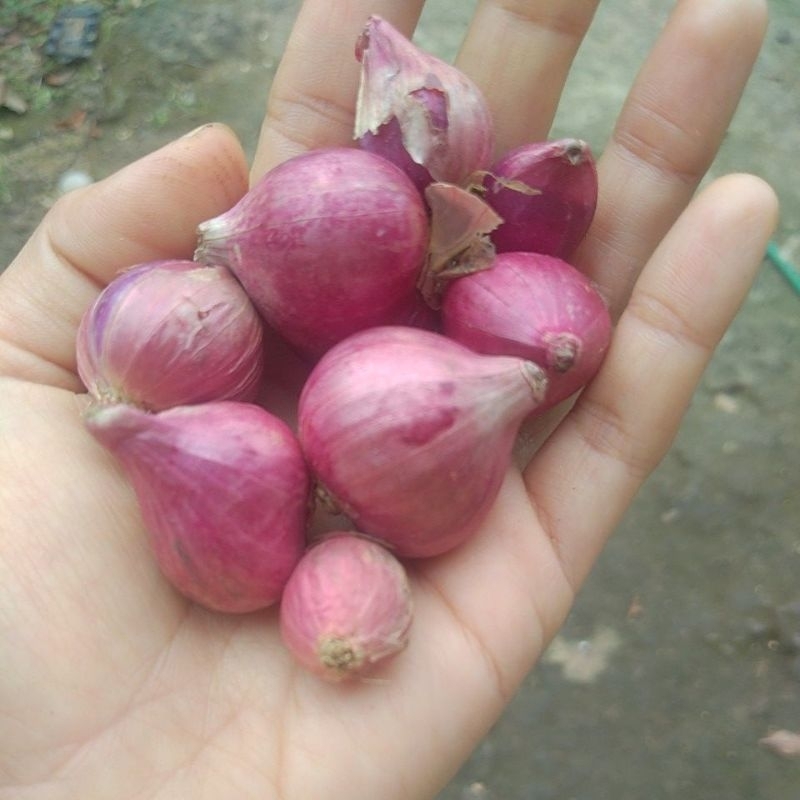 

BawangMerahMurah500gram