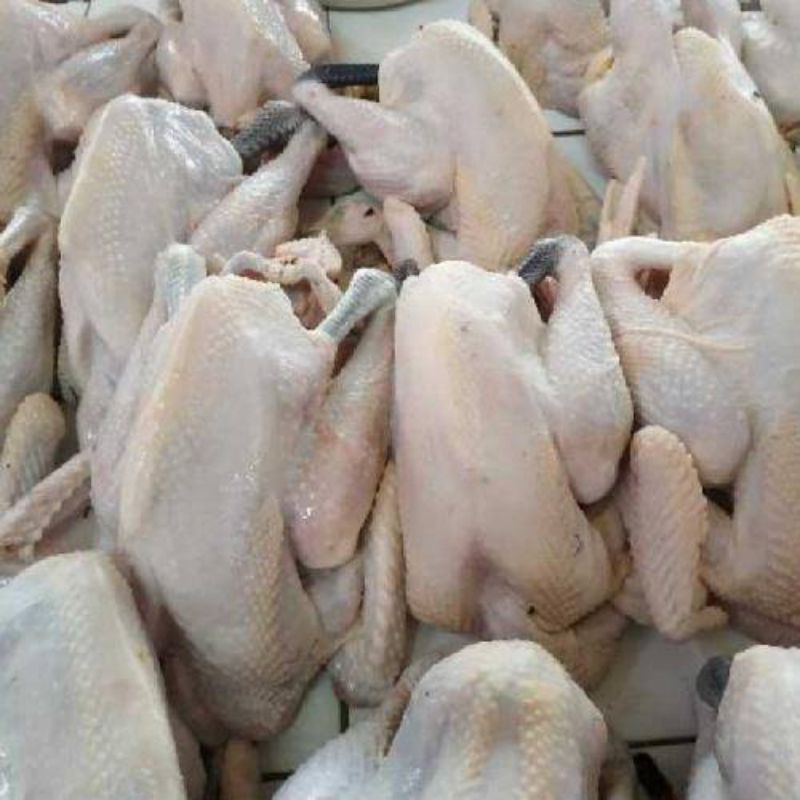 

Ayam kampung/bebek lokal fresh 1 ekor