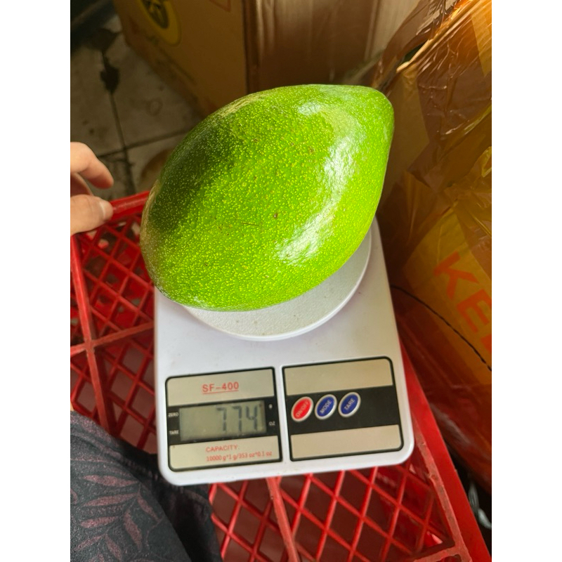 

Alpukat Mentega Jumbo Premium