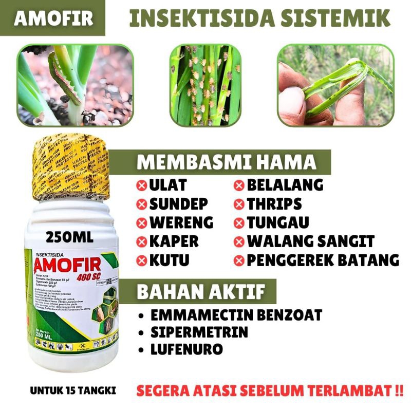 AMOFIR, INSEKTISIDA AMOFIR, INSEKTISIDA SISTEMIK, MENGATASI HAMA WERENG, WERENG IJO, ULAT GRAYAK, UL
