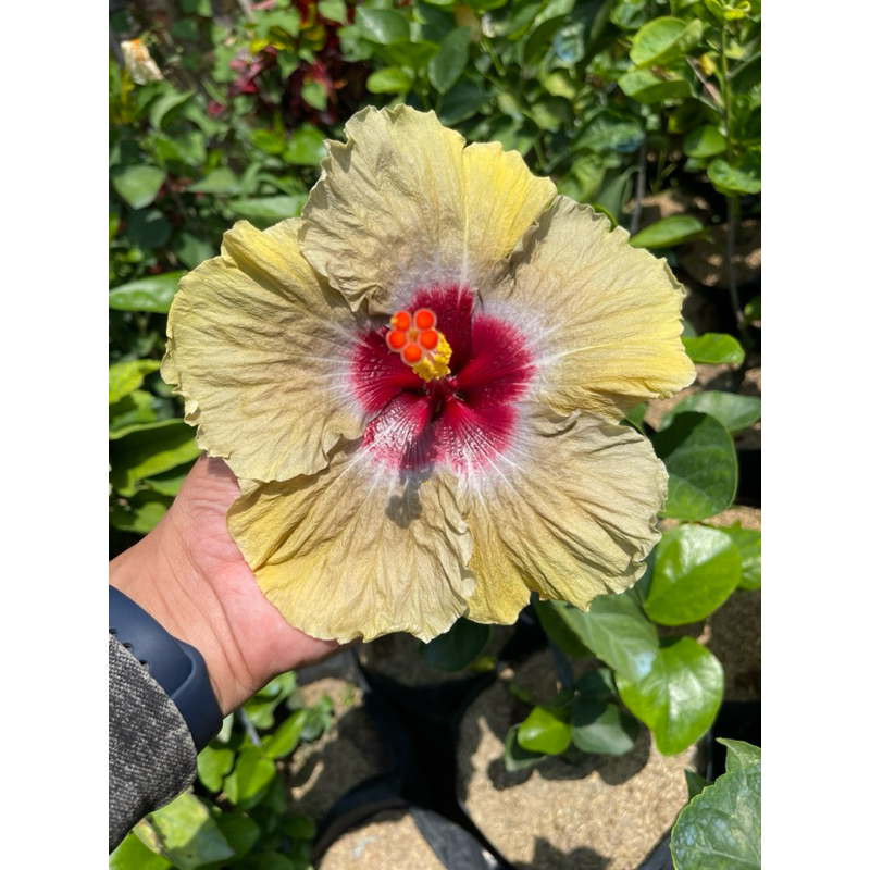bunga sepatu hibiscus import