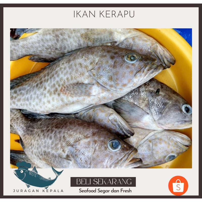 

IKAN KERAPU FRESH 1 KG