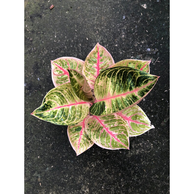 Aglaonema moonlight