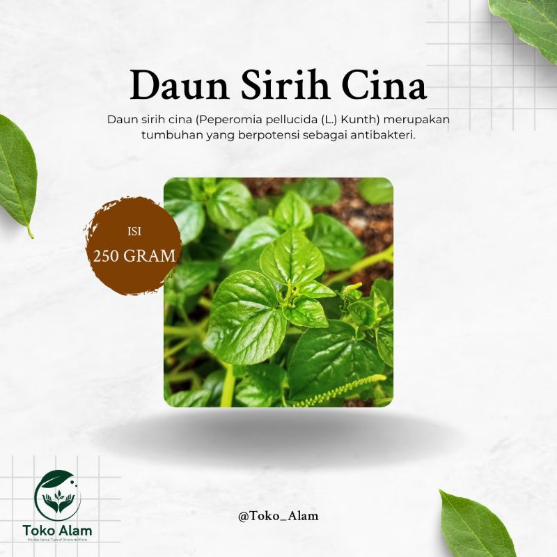 

Daun Sirih Cina 250 Gram