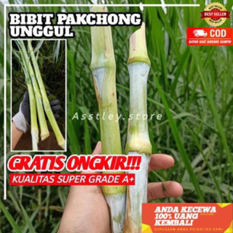 Bibit Rumput Pakcong Super 1 Kg Bibit Rumput Pakcong Super 1 Kg / Bibit Napier Pakcong / Bibit Pakch