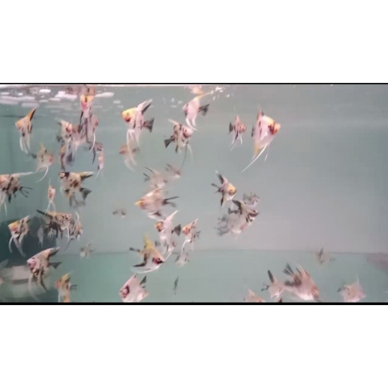 ikan hias manfish red koi 3cm