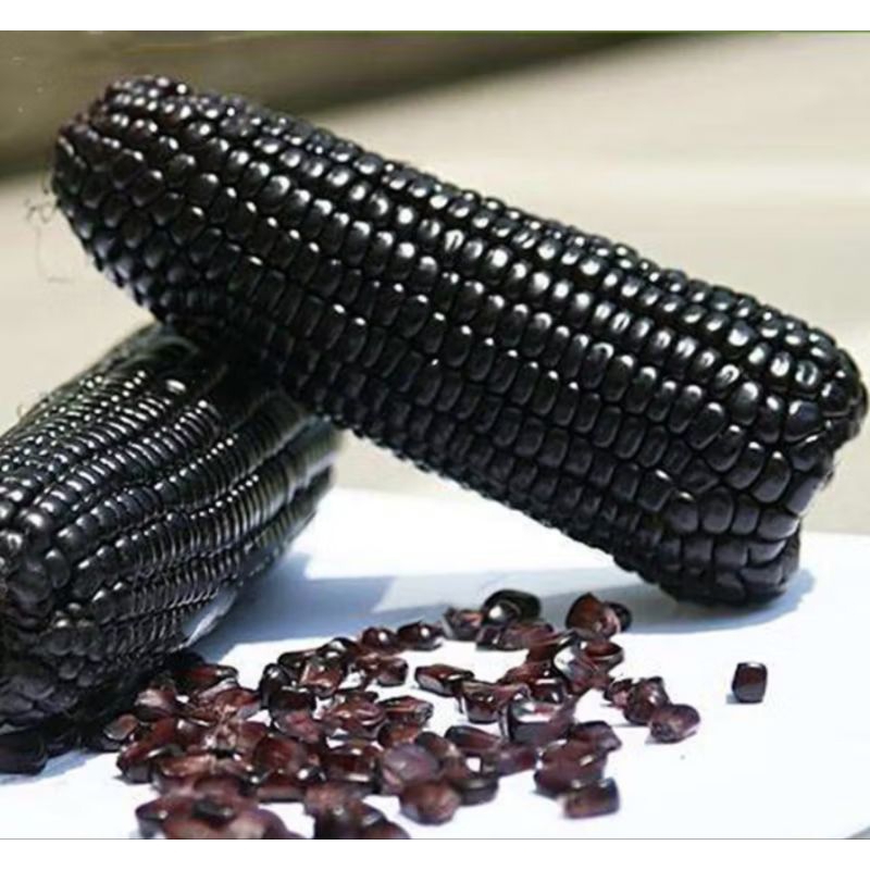 5 Biji Benih Jagung Pulut hitam