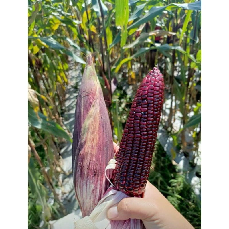 

Jagung Ketan Ungu 1kg