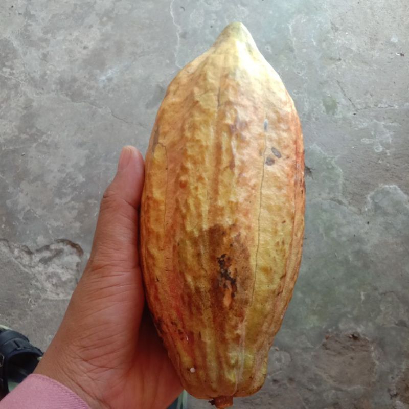 

kopi coklat original 1kg