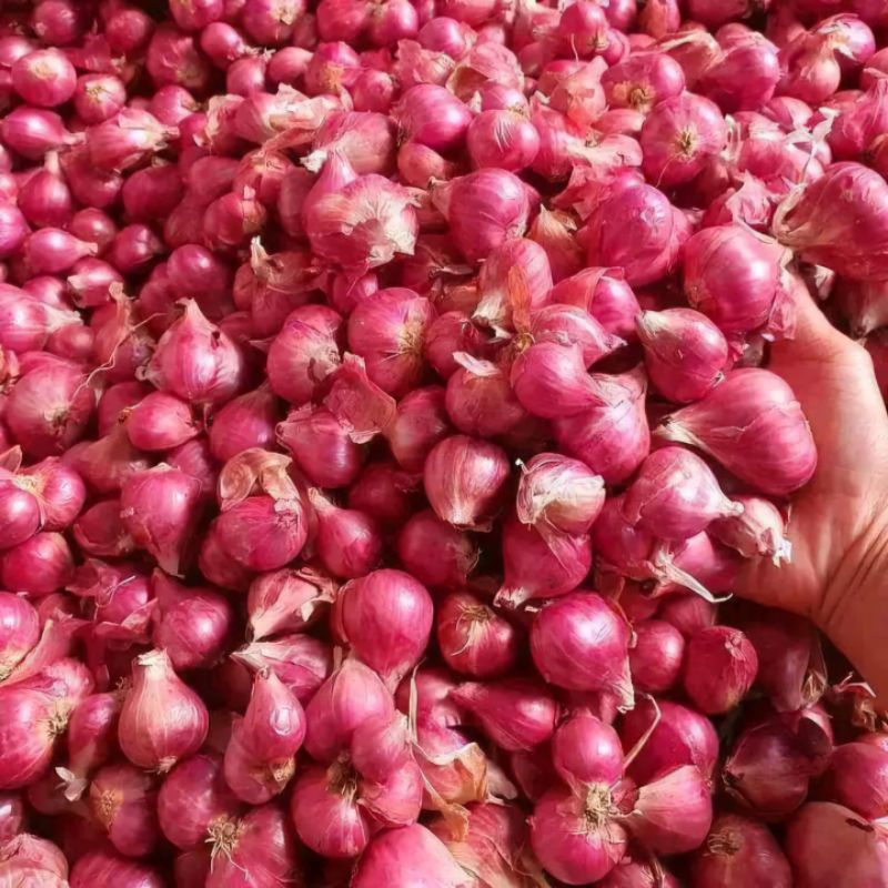 

Bawang Merah Besar 500 gr (½kg) dan 1kg Super Jumbo Lokal Jawa Timur