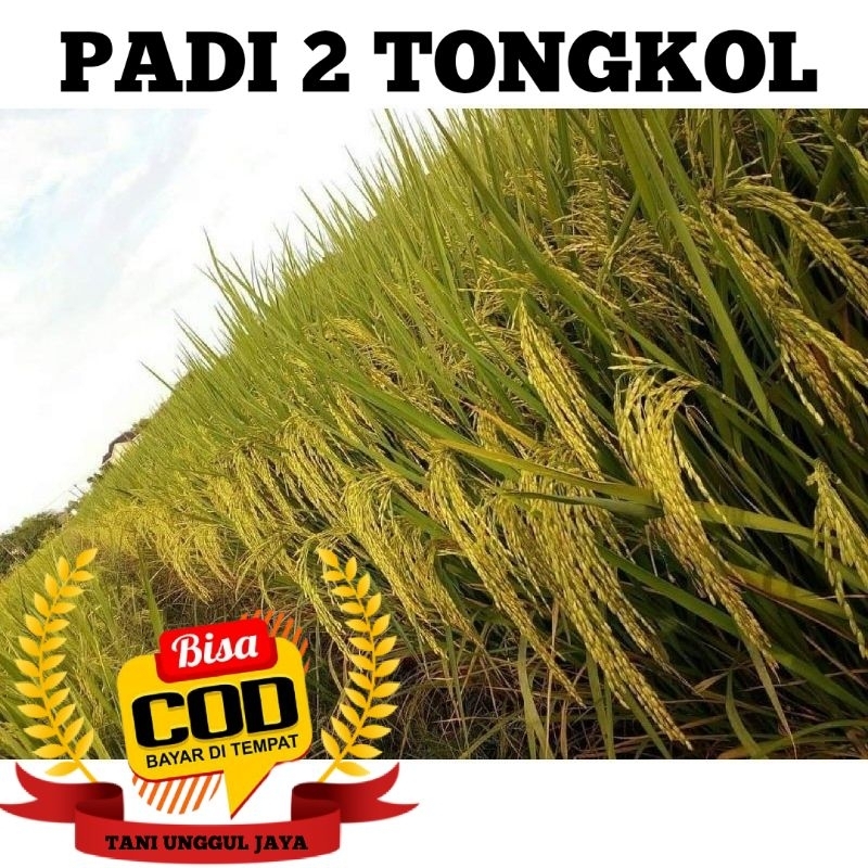 Benih Padi 2 Tongkol / Tongkol 2 / Tongkol Dua Kemasan 1kg Original